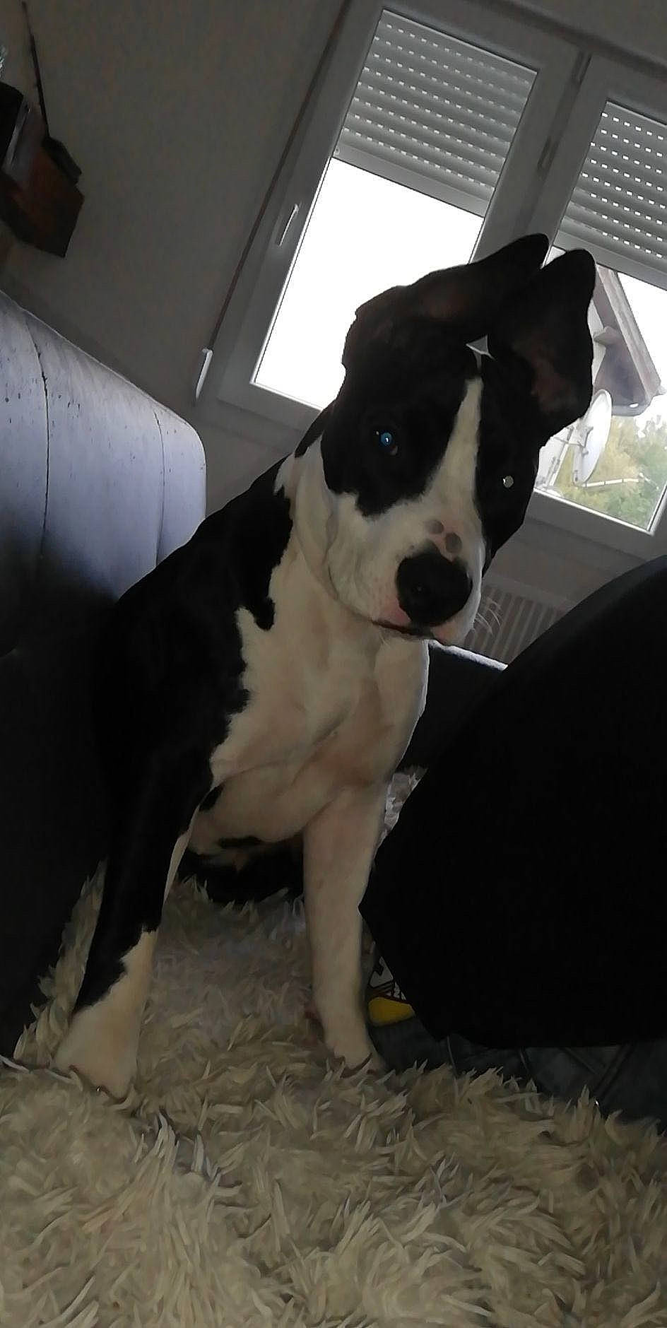 Nala participe au concours pour gagner de l'argent avec cette photo : american_bulldog, american_pit_bull_terrier, american_staffordshire_terrier, bull_and_terrier, bully_kutta, canidae, carnivore, dog, dog_breed, fawn, mammal, non_sporting_group, pit_bull, snout, sporting_group, staffordshire_bull_terrier, terrier, vertebrate