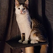 Peter participe au concours pour gagner de l'argent avec cette photo : cat, pet, animal, feline, sitting, curious, fur, whiskers, ears, tail, indoor, cat_tree, platform, brown, white, striped, portrait, curtain, soft_light, domestic