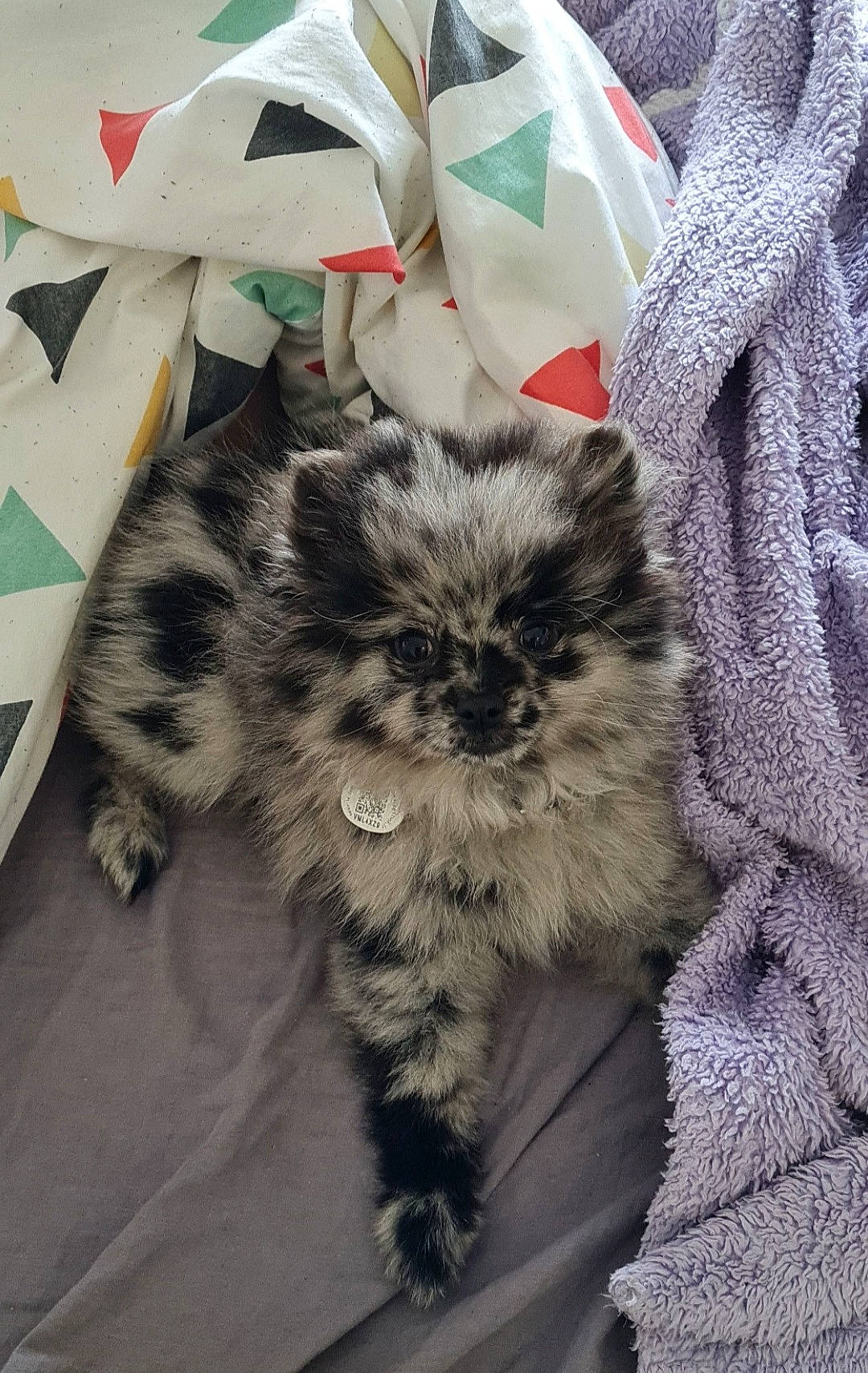 Stella participe au concours pour gagner de l'argent avec cette photo : bag, baggage, box, carnivore, cat, claw, comfort, domestic_short_haired_cat, fashion_accessory, fawn, felidae, fur, grey, pattern, paw, small_to_medium_sized_cats, snout, tail, terrestrial_animal, whiskers