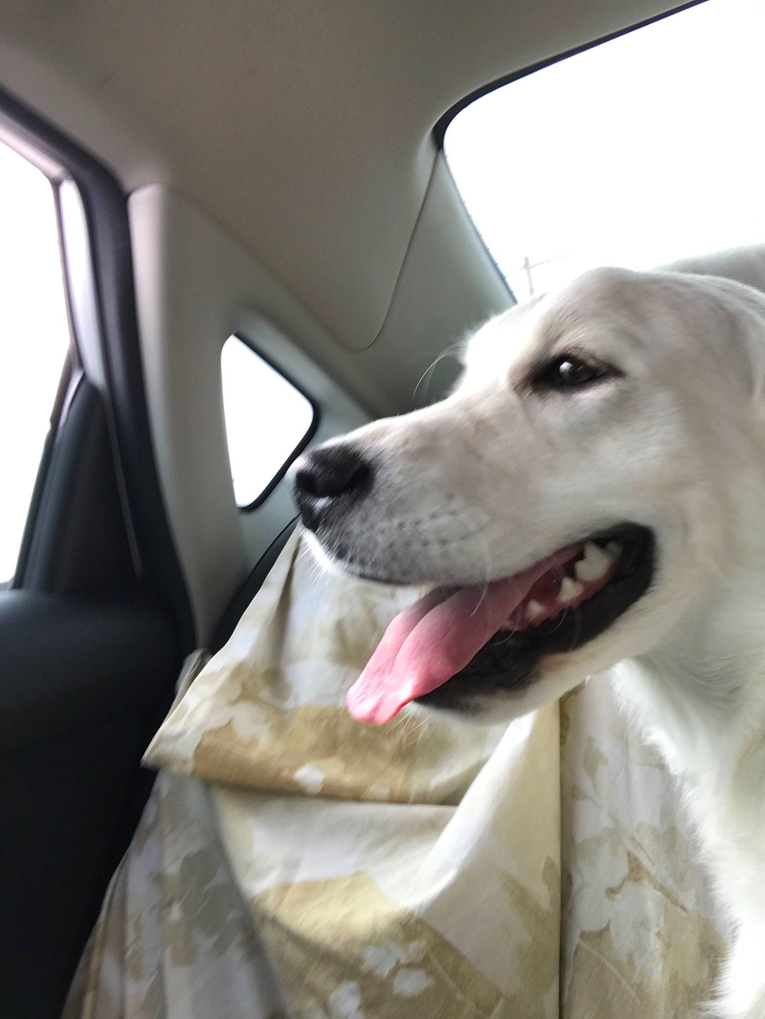 Indy joined the competition — help win amazing prizes! canidae, car, carnivore, companion_dog, dog, dog_breed, great_pyrenees, kuvasz, mammal, mucuchies, rare_breed_dog, snout, sporting_group, vertebrate, white, working_dog