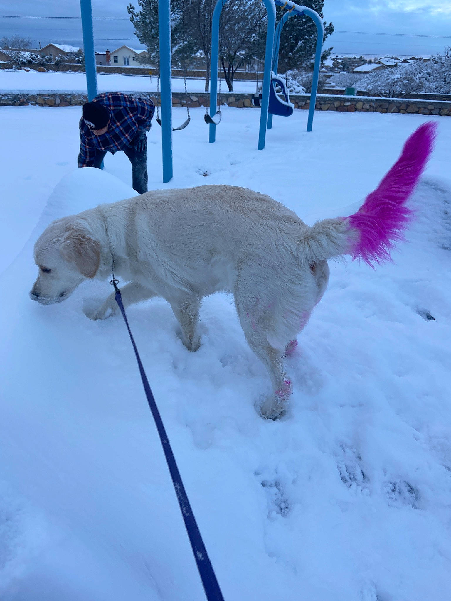 Indy is registered to the contest to win money with this photo: canidae, carnivore, dog, dog_breed, retriever, slovak_cuvac, snow, sporting_group, tail, winter