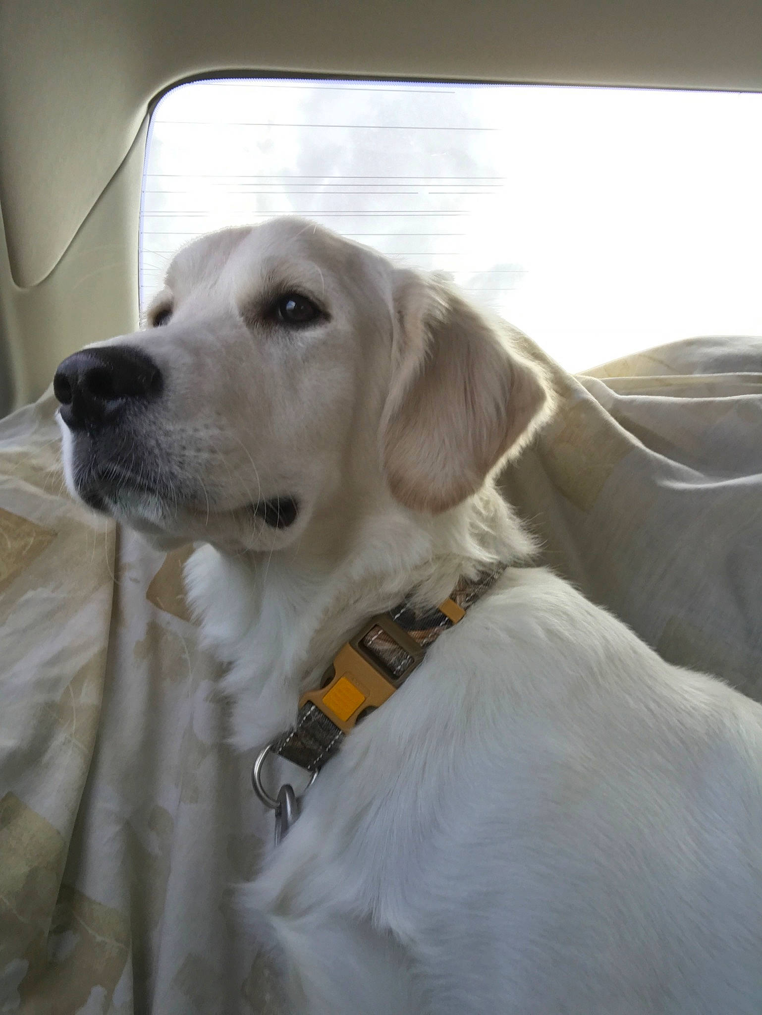 Indy is registered to the contest to win money with this photo: akbash_dog, canidae, carnivore, companion_dog, dog, dog_breed, fawn, golden_retriever, hunting_dog, labrador_retriever, mammal, nose, rare_breed_dog, retriever, snout, sporting_group