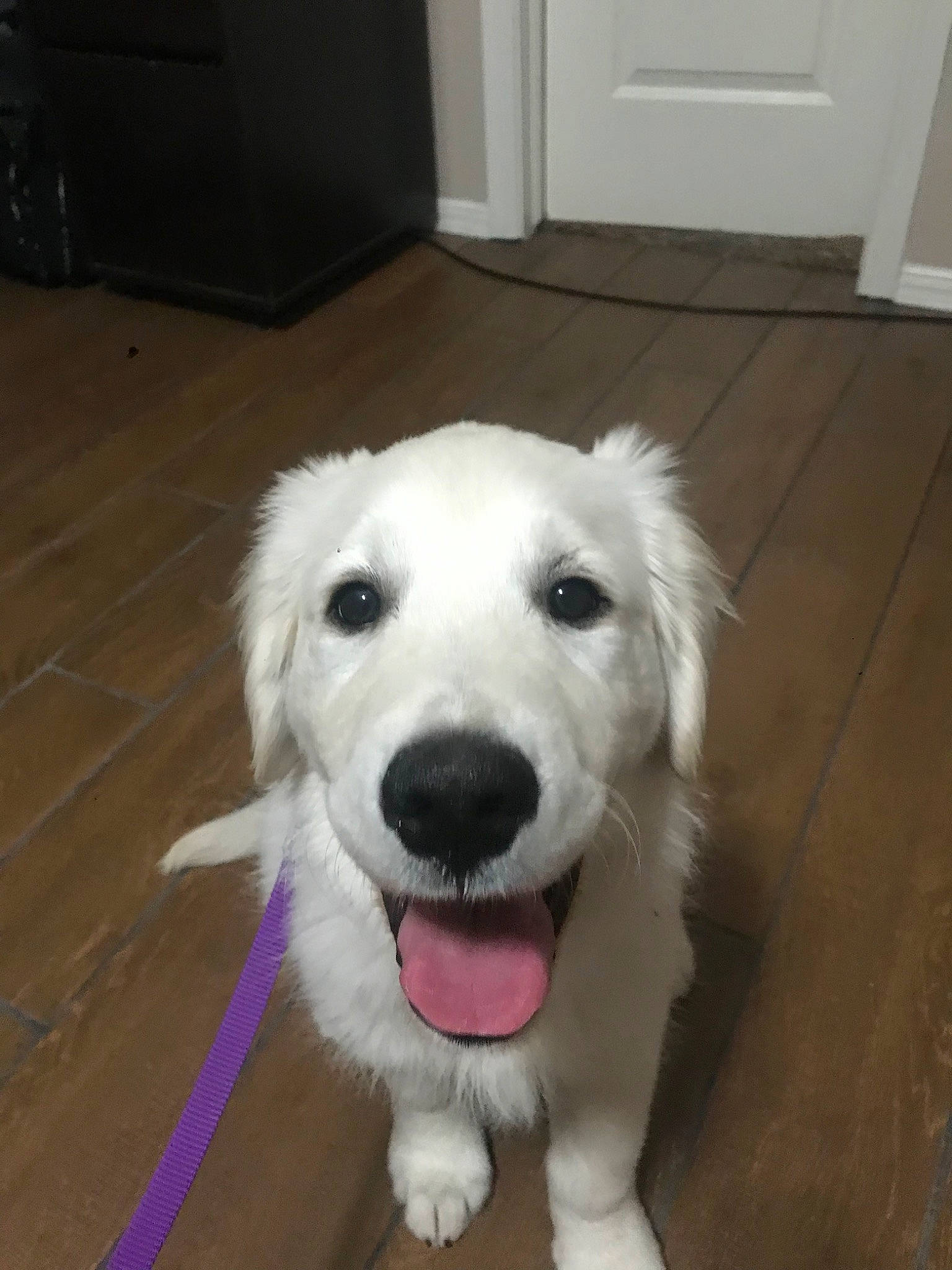 Indy is registered to the contest to win money with this photo: akbash_dog, canidae, carnivore, companion_dog, dog, dog_breed, golden_retriever, great_pyrenees, livestock_guardian_dog, mammal, maremma_sheepdog, mucuchies, nose, puppy, rare_breed_dog, retriever, slovak_cuvac, snout, sporting_group, vertebrate
