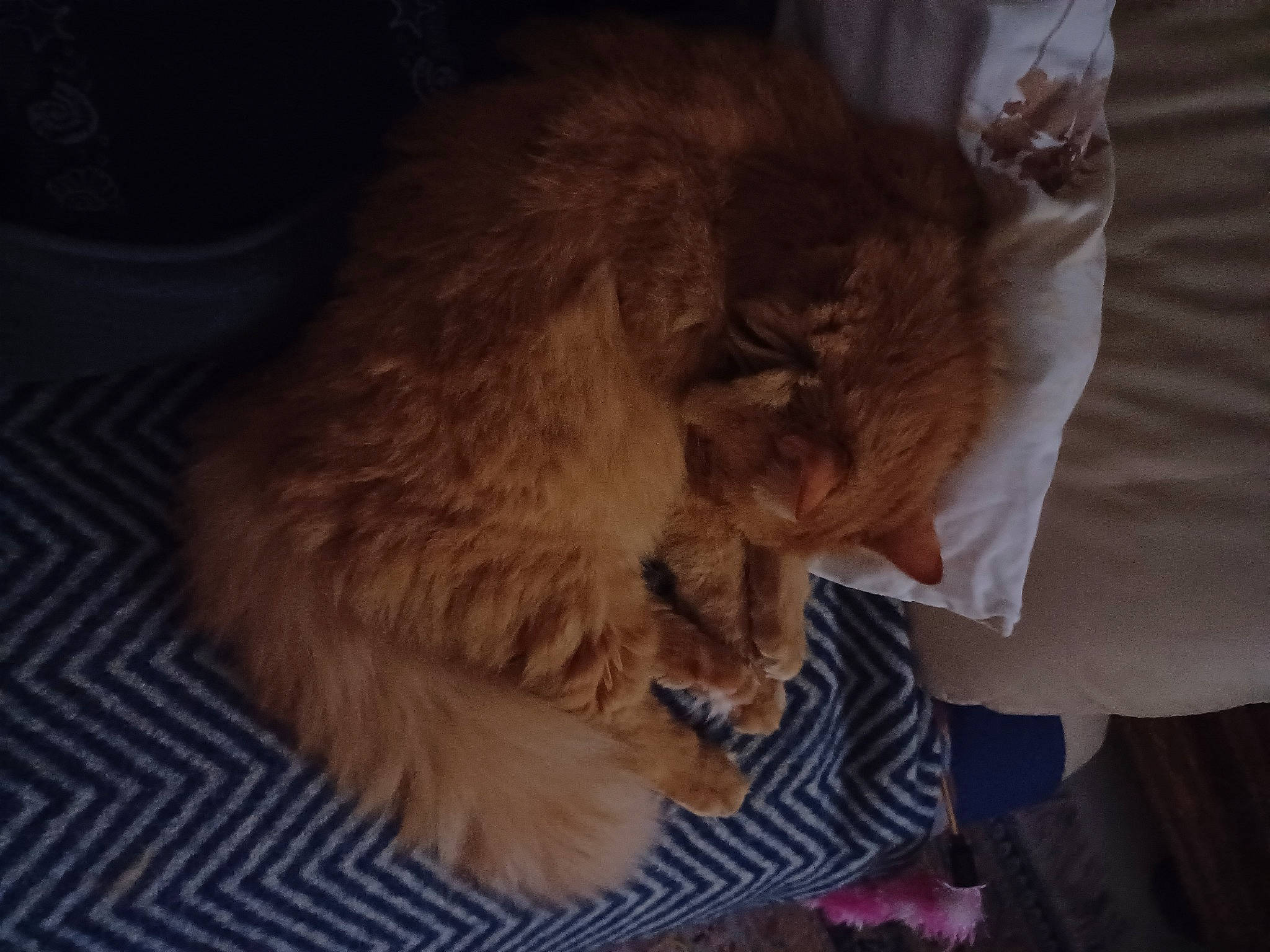 Noisette participe au concours pour gagner de l'argent avec cette photo : canidae, carnivore, cat, claw, comfort, companion_dog, dog_breed, ear, fawn, felidae, fur, nap, paw, sleep, small_to_medium_sized_cats, snout, tail, terrestrial_animal, whiskers