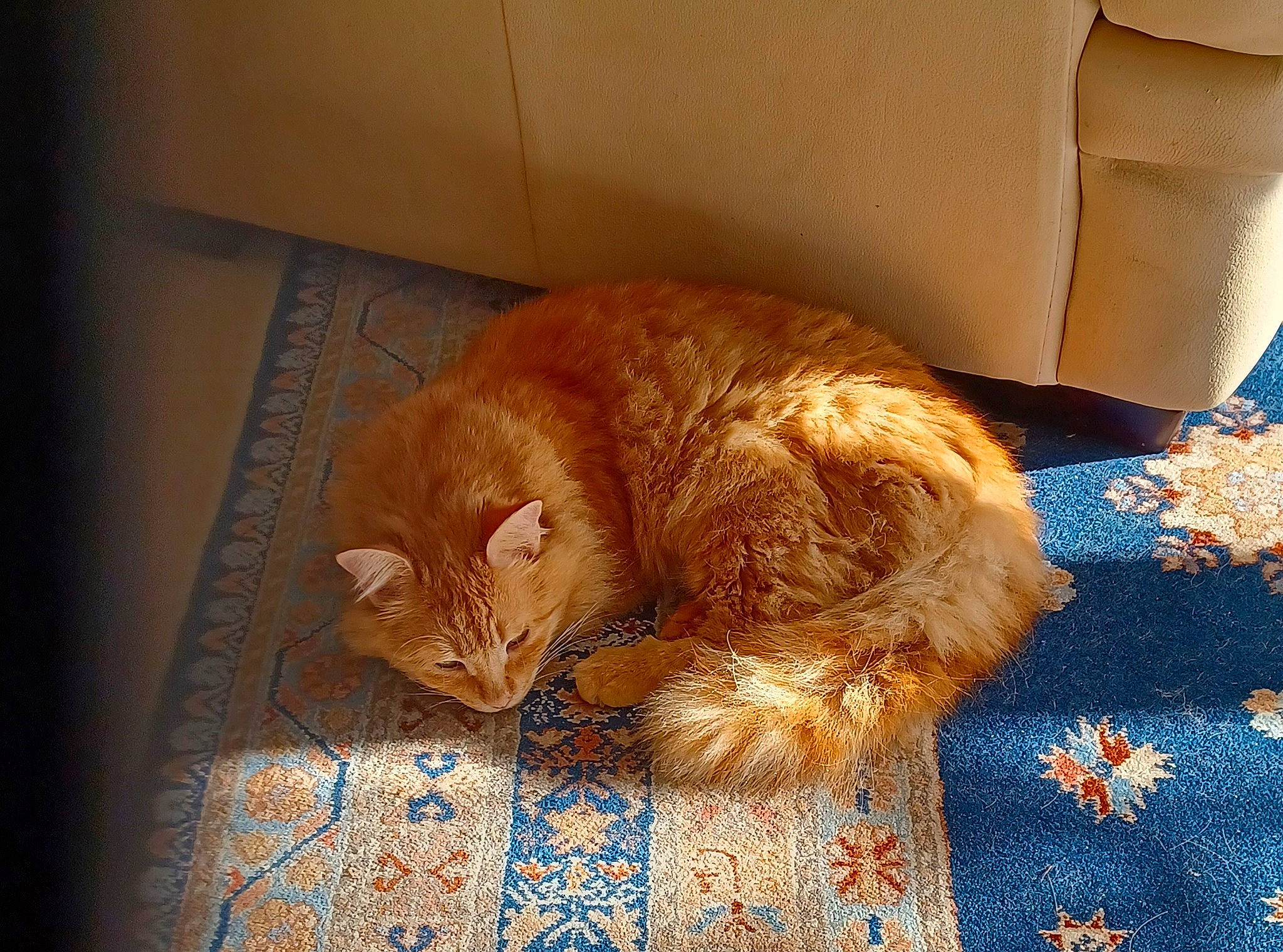 Noisette