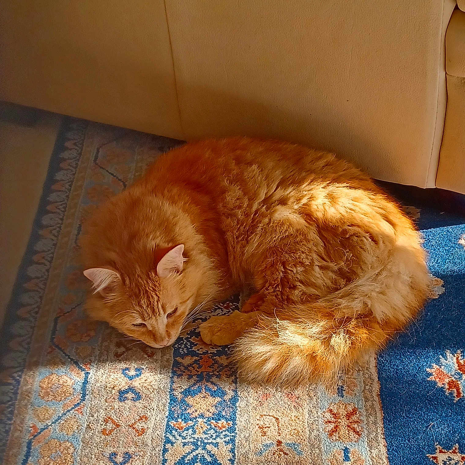 Noisette