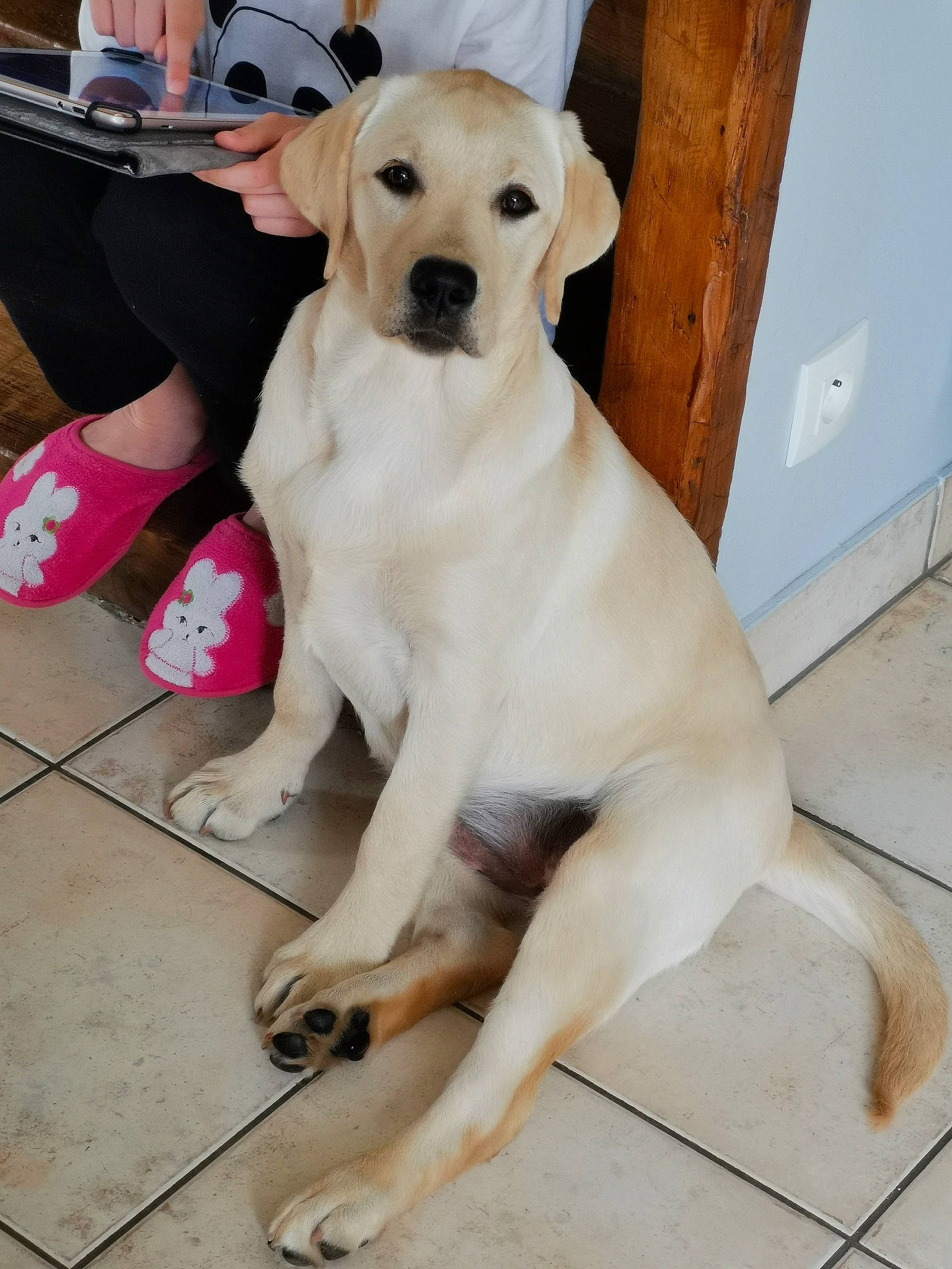 Praline participe au concours pour gagner de l'argent avec cette photo : beagador, canidae, carnivore, companion_dog, dog, dog_breed, fawn, labrador_retriever, mammal, puppy, rare_breed_dog, retriever, snout, sporting_group, tail, vertebrate