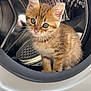 kitten, cat, washing_machine, appliance, indoor, pet, fur, animal, curious, cute, small, tabby, whiskers, ears, eyes, metal, circular, household, domestic, clean