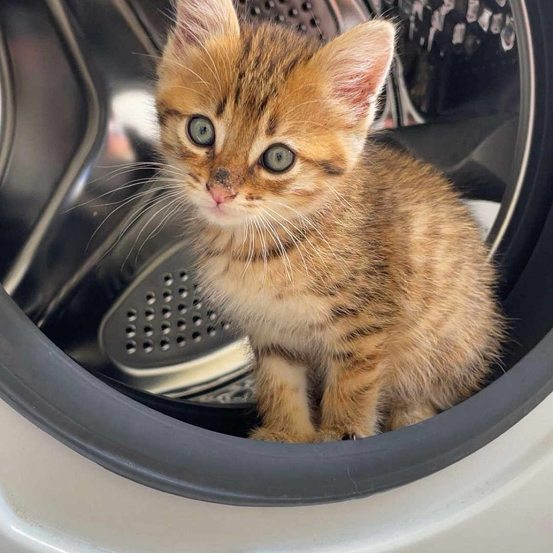 Isis participe au concours pour gagner de l'argent avec cette photo : animal, appliance, cat, circular, clean, curious, cute, domestic, ears, eyes, fur, household, indoor, kitten, metal, pet, small, tabby, washing_machine, whiskers