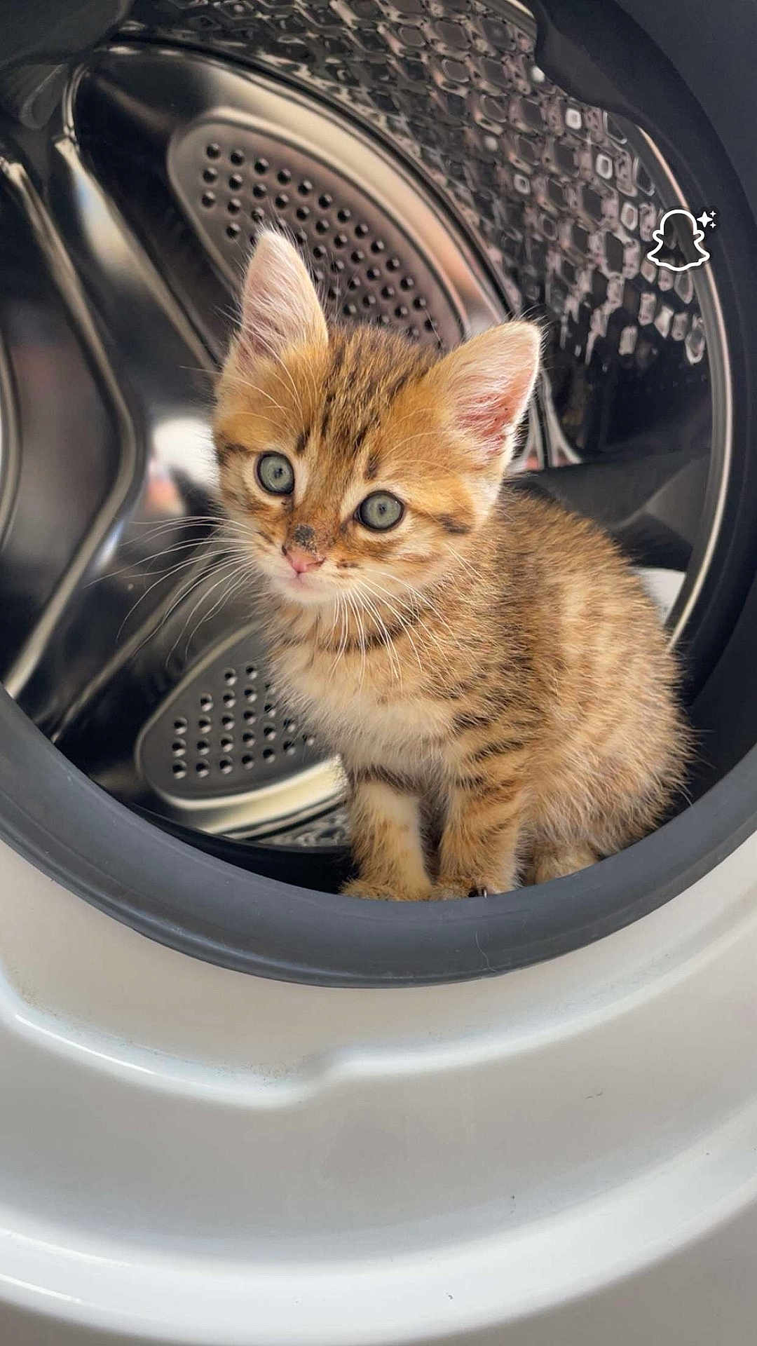 Isis participe au concours pour gagner de l'argent avec cette photo : kitten, cat, washing_machine, appliance, indoor, pet, fur, animal, curious, cute, small, tabby, whiskers, ears, eyes, metal, circular, household, domestic, clean