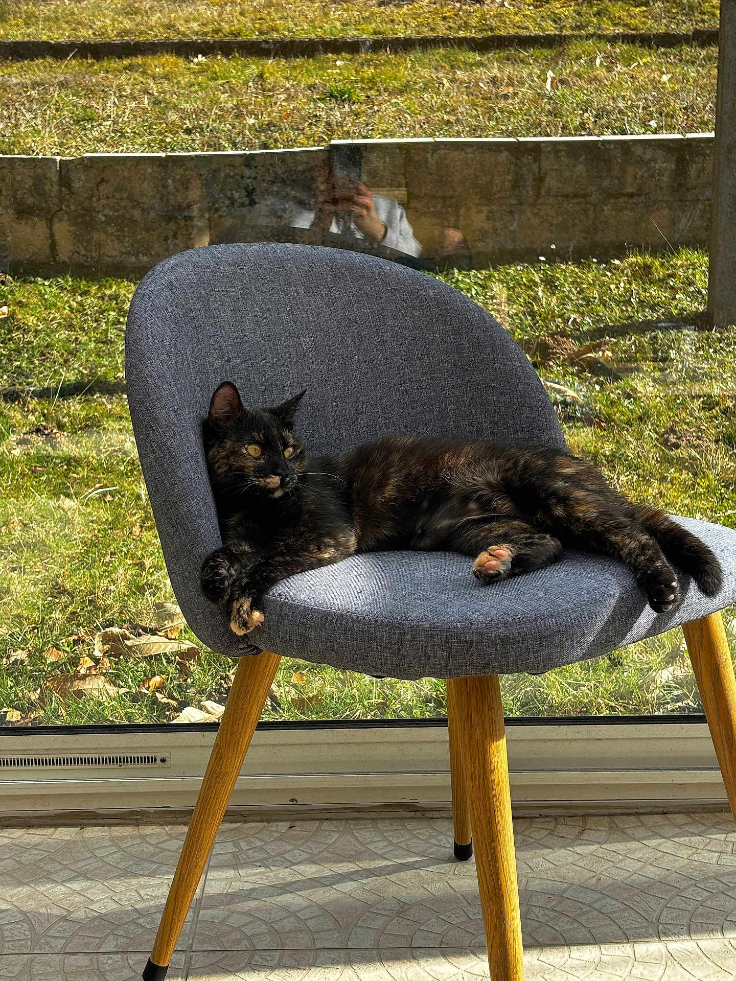 Agatha a rejoint le concours — aidez-le/la à gagner de superbes lots ! cat, tortoiseshell_cat, chair, gray_chair, wooden_legs, indoor, sunlight, window, glass_window, greenery, grass, relaxed, lying_down, pet, animal, cozy, modern_furniture, daylight, home_interior, floor