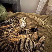 Bellatrix a rejoint le concours — aidez-le/la à gagner de superbes lots ! cat, tabby, sleeping, curl_up, fur, striped, blanket, cozy, indoor, pet, animal, resting, paw, tail, soft, comfort, relaxed, feline, cute, warm_lighting