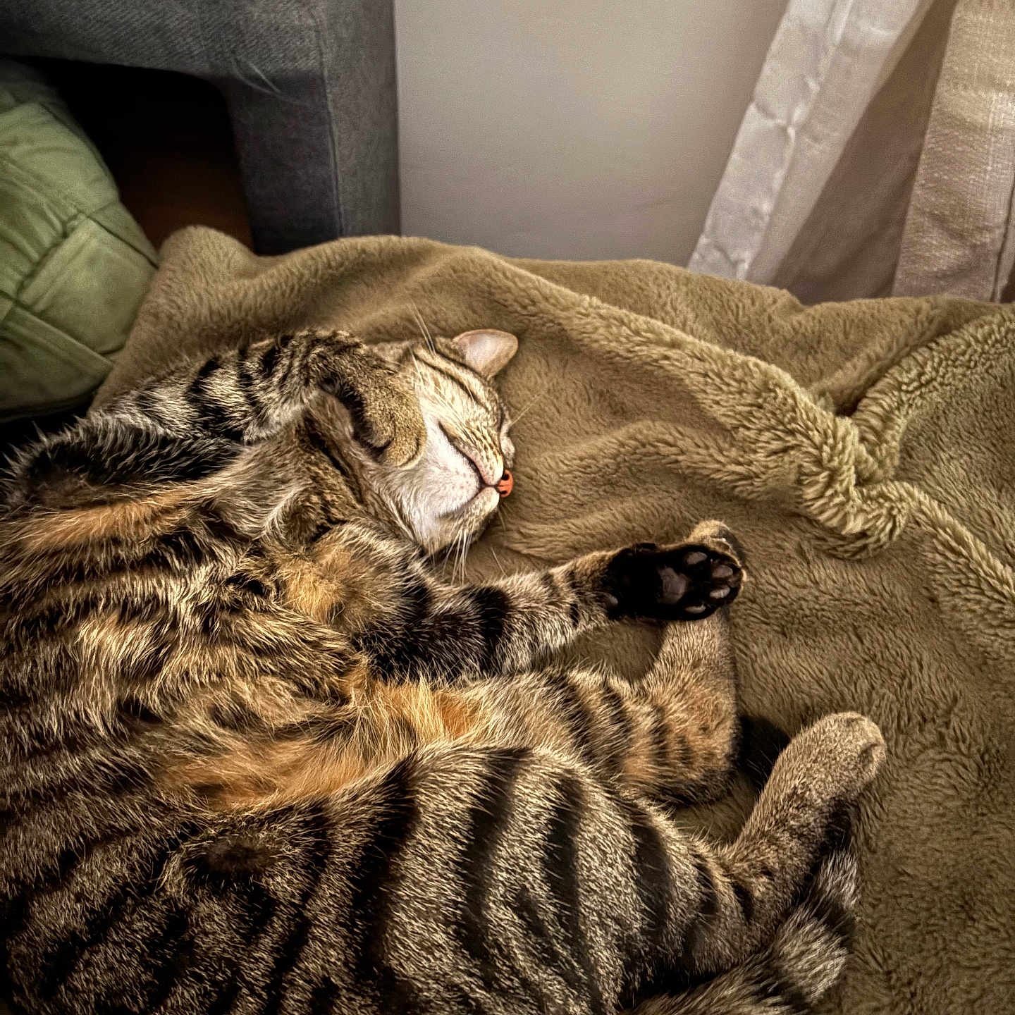 Bellatrix a rejoint le concours — aidez-le/la à gagner de superbes lots ! animal, blanket, cat, comfort, cozy, curl_up, cute, feline, fur, indoor, paw, pet, relaxed, resting, sleeping, soft, striped, tabby, tail, warm_lighting