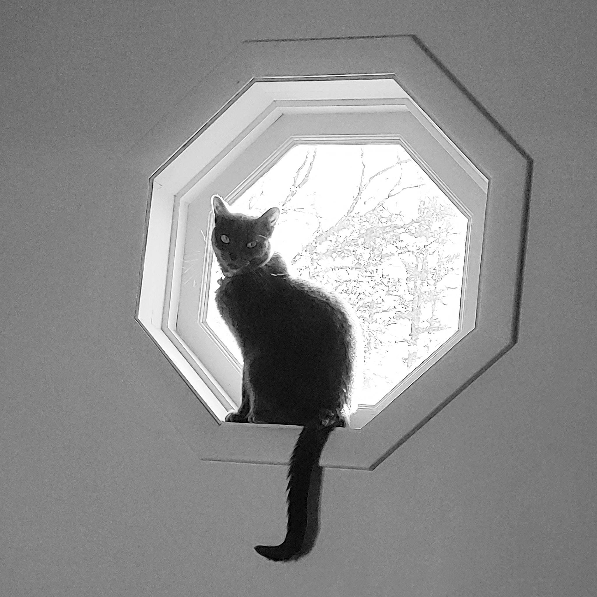 Tinsel is registered to the contest to win money with this photo: black_and_white, black_cat, carnivore, cat, felidae, illustration, monochrome, room, shadow, small_to_medium_sized_cats, tail, wall, whiskers, white, window