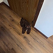 Little Teddy joined the competition — help win amazing prizes! dog, small_dog, brown_dog, white_paws, wooden_floor, wooden_door, indoor, pet, curious, standing, flooring, door, animal, companion, house, home, fur, looking_up, cute, domestic