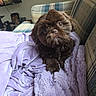 Little Teddy joined the competition — help win amazing prizes! animal, blanket, brown_fur, companion, couch, cozy, cute, dog, fluffy, fur, indoor, lavender, looking_up, pet, plaid, puppy, resting, small_dog, soft_texture, young_dog