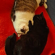 Fiona a rejoint le concours — aidez-le/la à gagner de superbes lots ! cat, cats, feline, sleeping, cuddling, blanket, orange_blanket, black_cat, white_cat, tabby, pet, indoor, cozy, nap, close_up, pair, fur, tail, couch, domestic