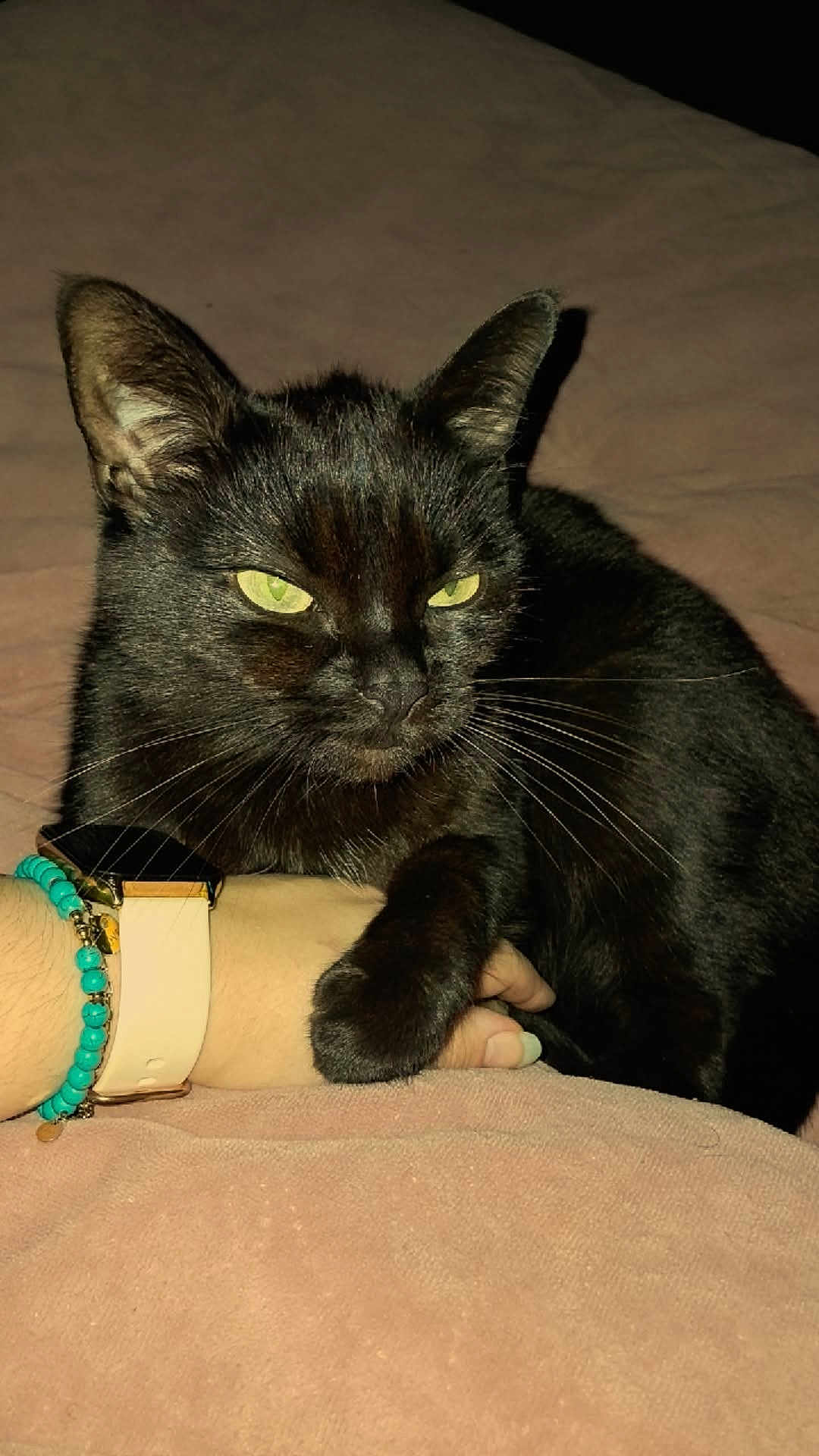 Fiona a rejoint le concours — aidez-le/la à gagner de superbes lots ! cat, black_cat, pet, feline, green_eyes, whiskers, paw, bracelet, smartwatch, wrist, blanket, bed, indoor, portrait, close_up, fur, ears, relaxed, owner_hand, night_time