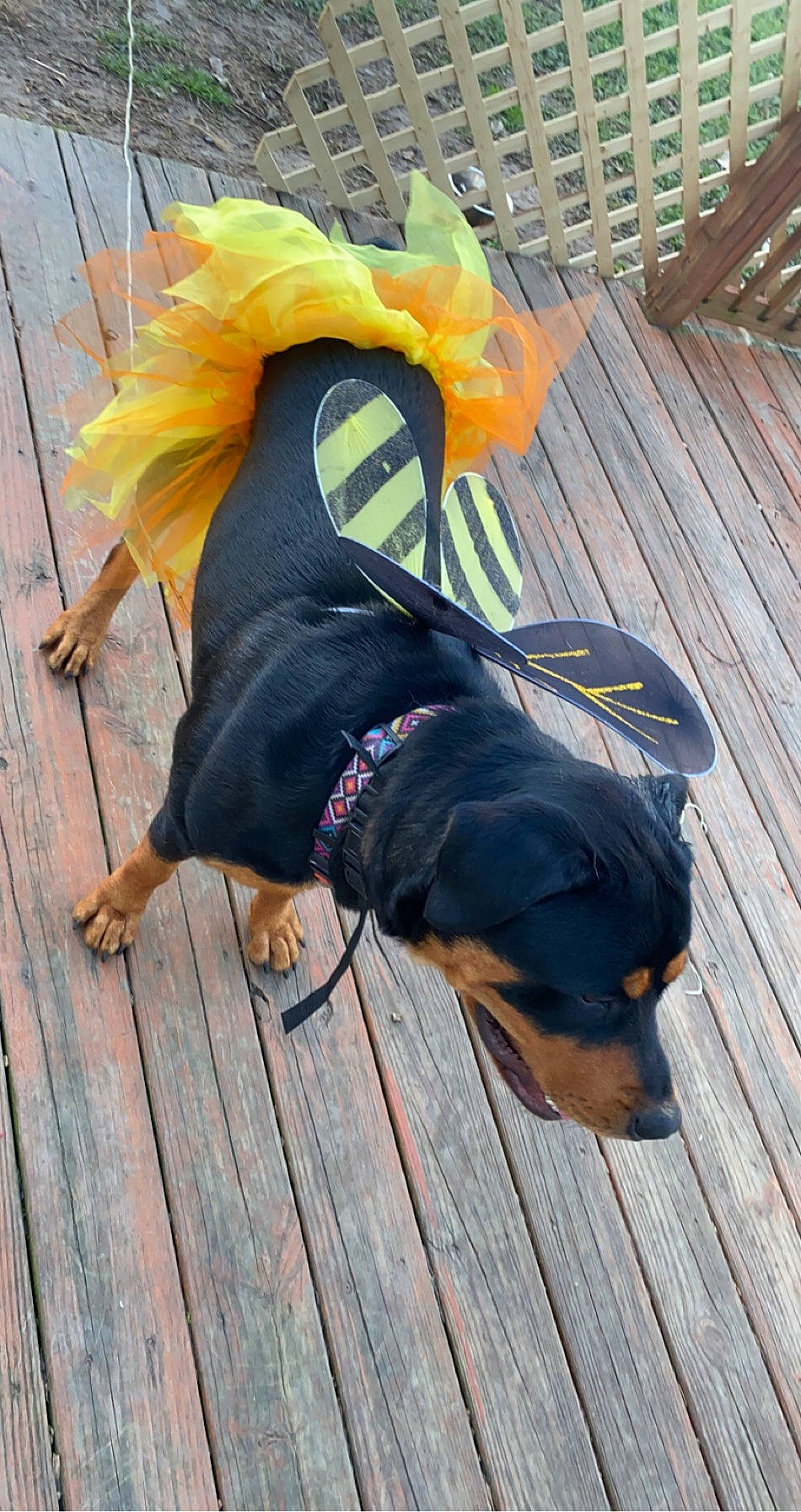 Ziva is registered to the contest to win money with this photo: canidae, carnivore, collar, companion_dog, dog, dog_breed, dog_clothes, dog_supply, hardwood, laminate_flooring, mammal, orange, plank, snout, sporting_group, tail, vertebrate, wood, wood_flooring, wood_stain