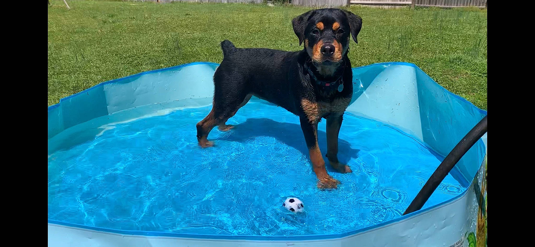 Ziva is registered to the contest to win money with this photo: aqua, bathing, blue, canidae, carnivore, companion_dog, dog, dog_breed, fluid, guard_dog, lawn, non_sporting_group, pinscher, small_terrier, snout, sporting_group, vertebrate, working_animal, working_dog, yard