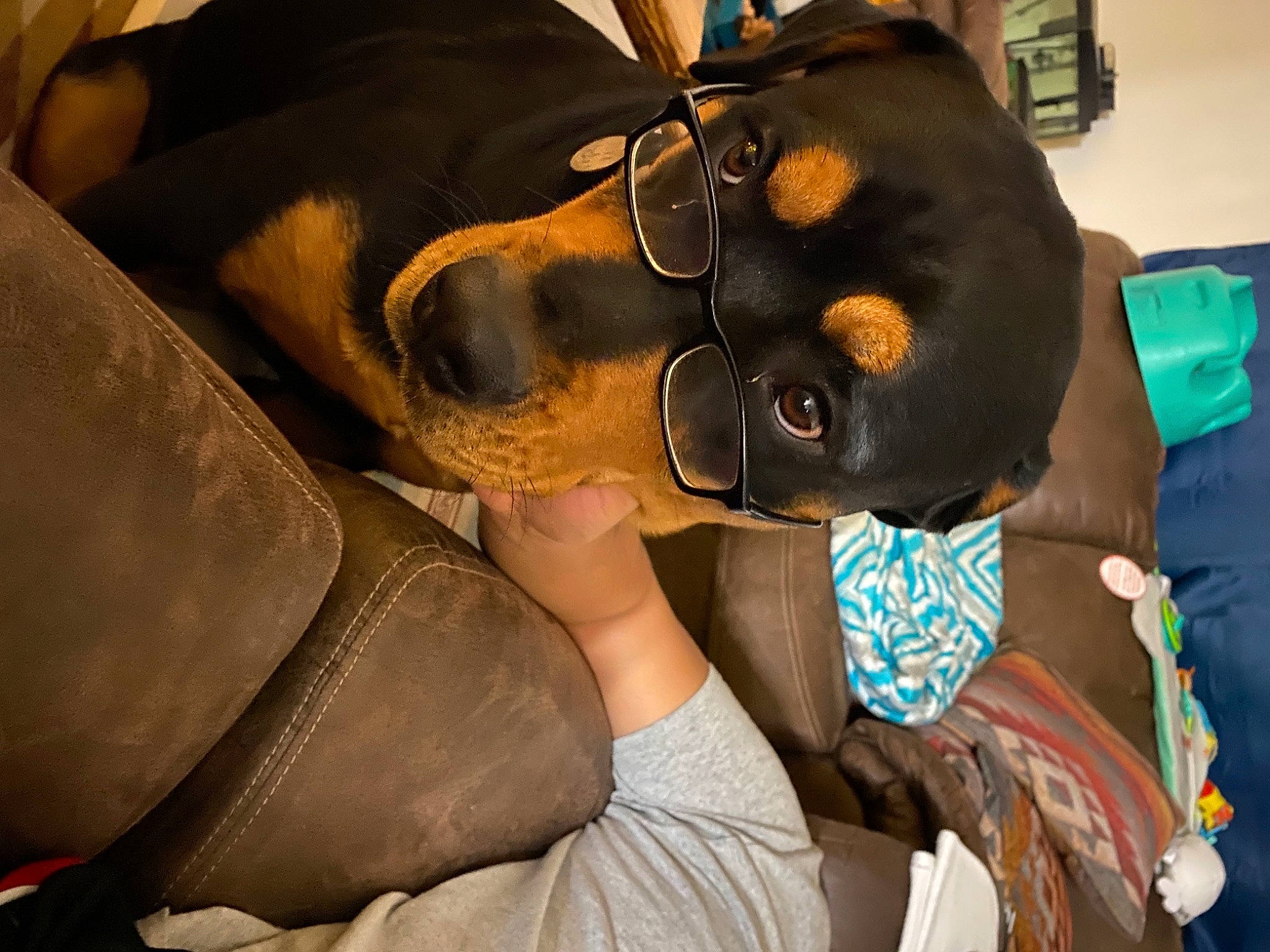 Ziva is registered to the contest to win money with this photo: brown, canidae, carnivore, collar, comfort, companion_dog, cool, dog, dog_breed, fawn, leather, love, paw, snout, sunglasses, tan, vertebrate, whiskers, working_animal, working_dog