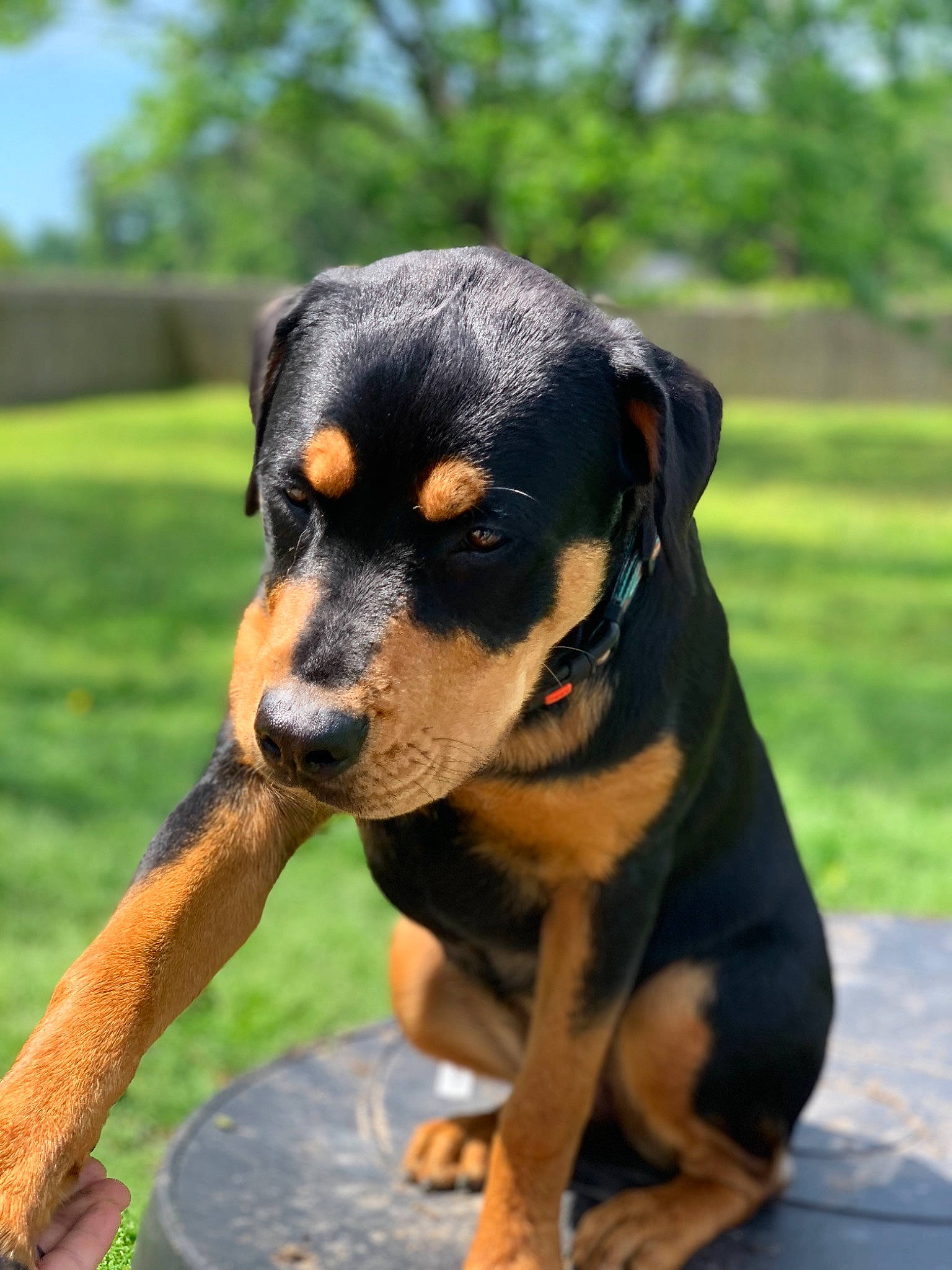 Ziva is registered to the contest to win money with this photo: canidae, carnivore, companion_dog, dog, dog_breed, fawn, guard_dog, hound, huntaway, non_sporting_group, paw, rottweiler, snout, sporting_group, tail, working_animal, working_dog