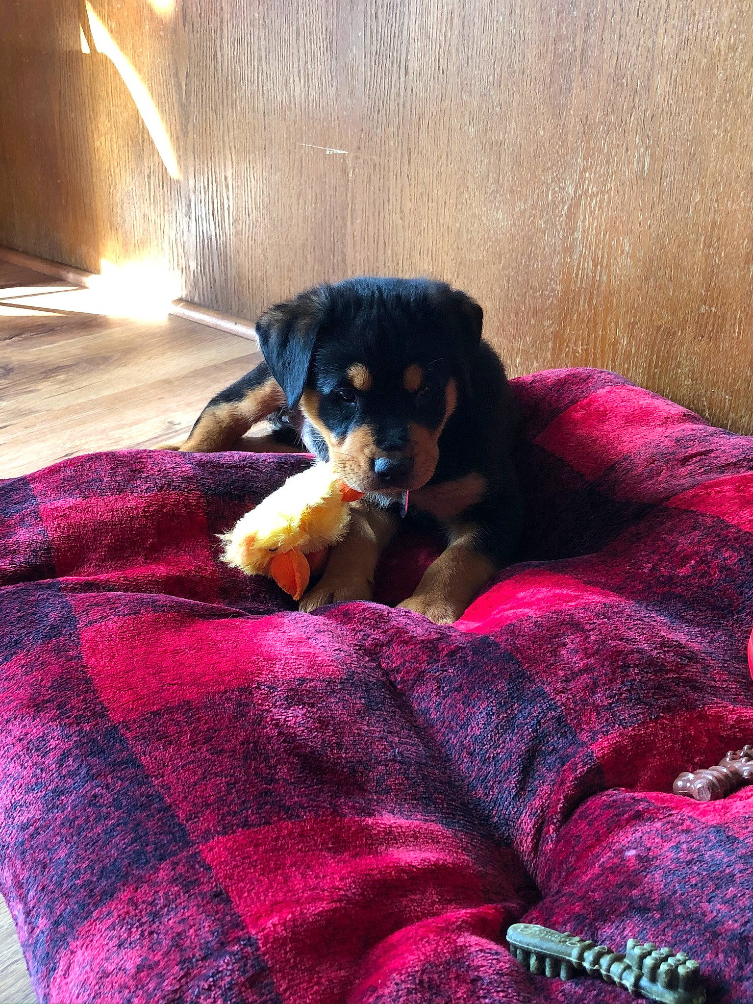 Ziva joined the competition — help win amazing prizes! blanket, canidae, carnivore, comfort, companion_dog, dog, dog_breed, fur, guard_dog, huntaway, linens, magenta, paw, puppy, purple, sporting_group, velvet, violet, working_animal, working_dog