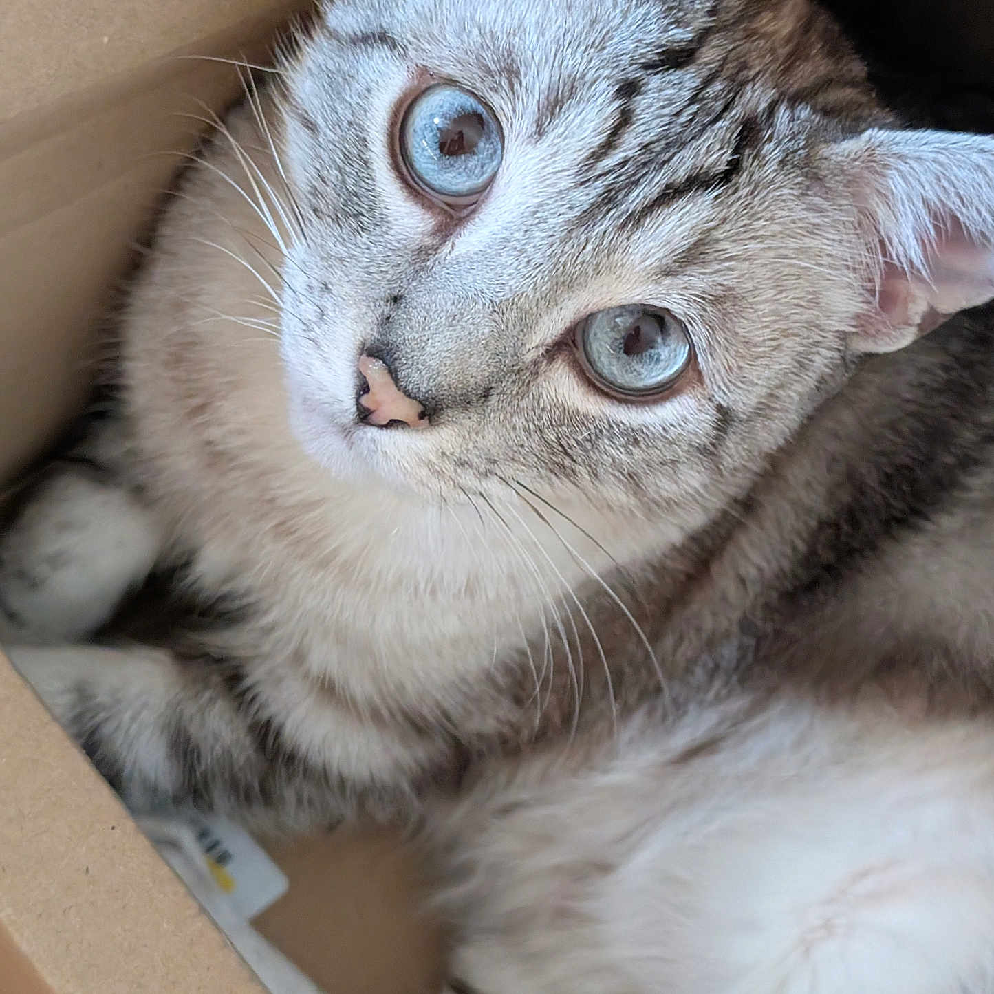 Noukette a rejoint le concours — aidez-le/la à gagner de superbes lots ! abyssinian, animal, box, canine, cardboard, carton, cat, couch, dog, drawer, furniture, hardwood, husky, indoors, kitten, manx, pet, siamese, wood