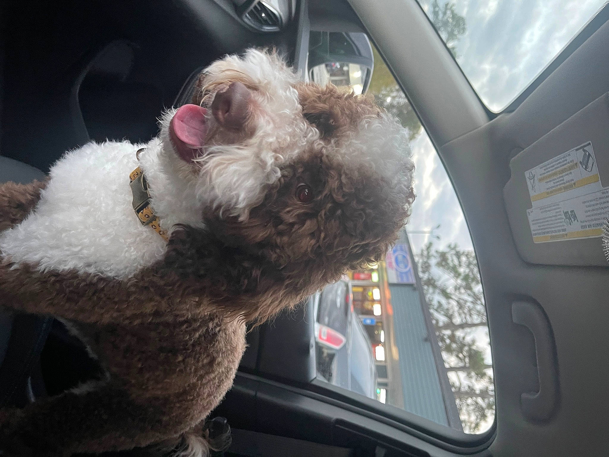Cowboy is registered to the contest to win money with this photo: auto_part, automotive_exterior, automotive_mirror, automotive_window_part, canidae, car, car_seat, carnivore, companion_dog, dog, dog_breed, family_car, fur, motor_vehicle, snout, sporting_group, vehicle, vehicle_door, window, windshield
