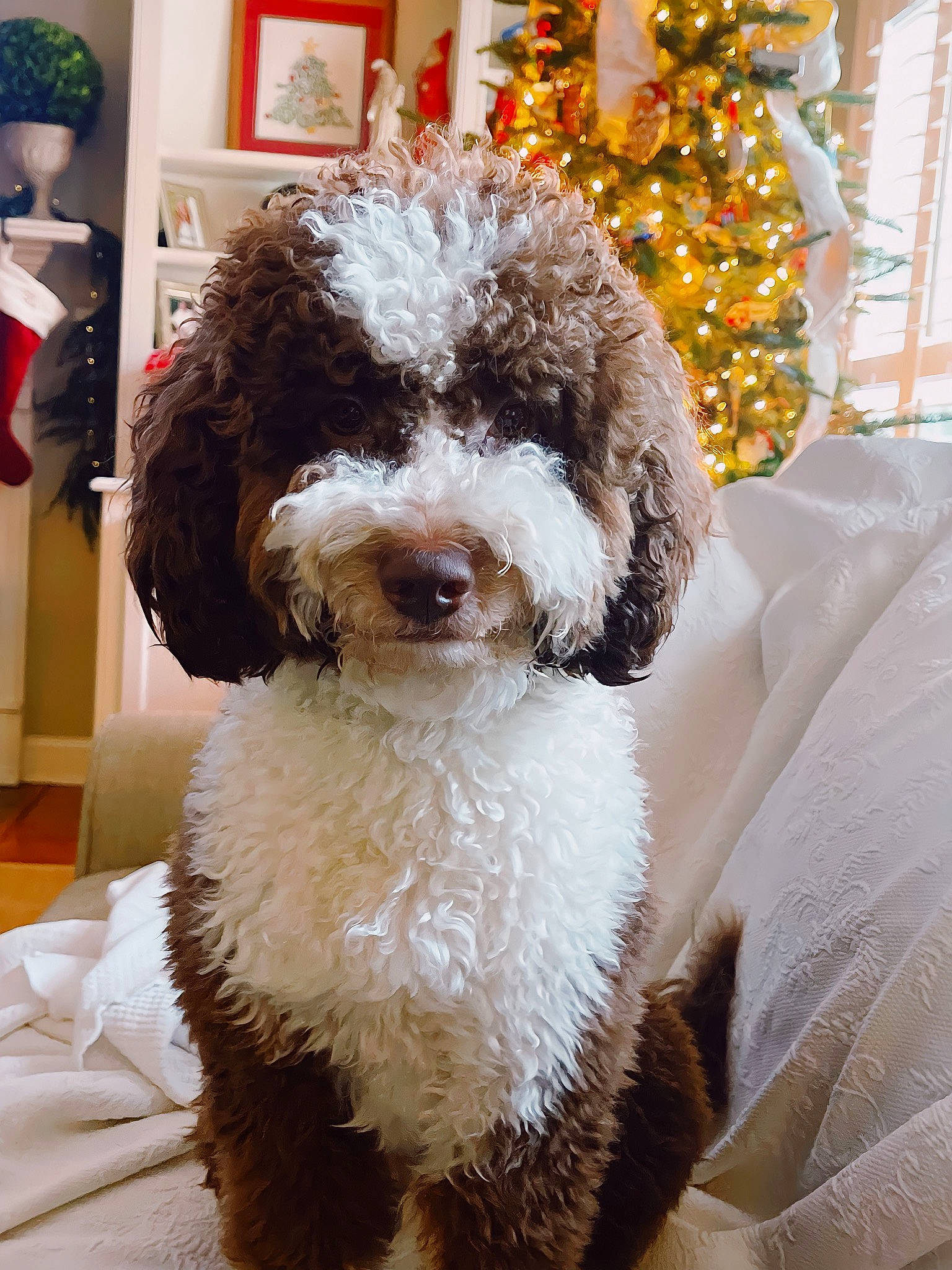 Cowboy joined the competition — help win amazing prizes! canidae, carnivore, christmas_tree, companion_dog, dog, dog_breed, dog_collar, dog_supply, event, fur, labradoodle, maltepoo, non_sporting_group, poodle, sporting_group, terrier, toy_dog, water_dog, working_animal