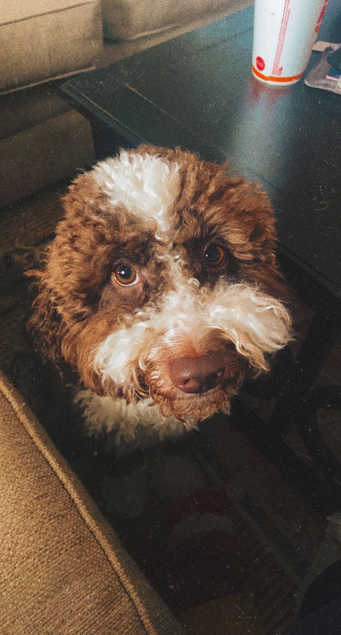 Cowboy joined the competition — help win amazing prizes! adhesive, canidae, carnivore, cockapoo, companion_dog, dog, dog_breed, fur, labradoodle, liver, puppy, snout, spaniel, sporting_group, terrestrial_animal, terrier, toy_dog, water_dog