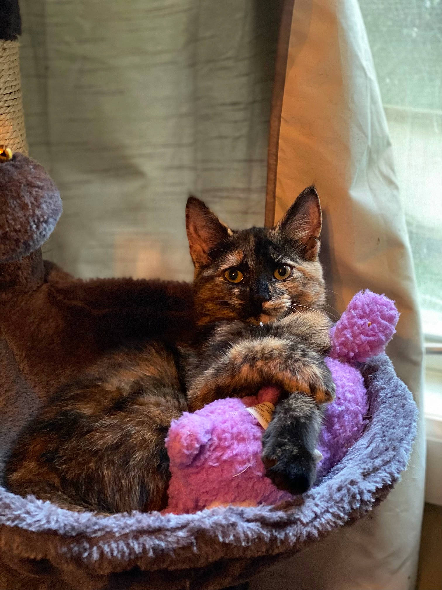 Kenobi joined the competition — help win amazing prizes! carnivore, cat, cat_bed, cat_supply, claw, comfort, domestic_short_haired_cat, fawn, felidae, fur, linens, nap, paw, sitting, small_to_medium_sized_cats, snout, tail, terrestrial_animal, whiskers, wicker