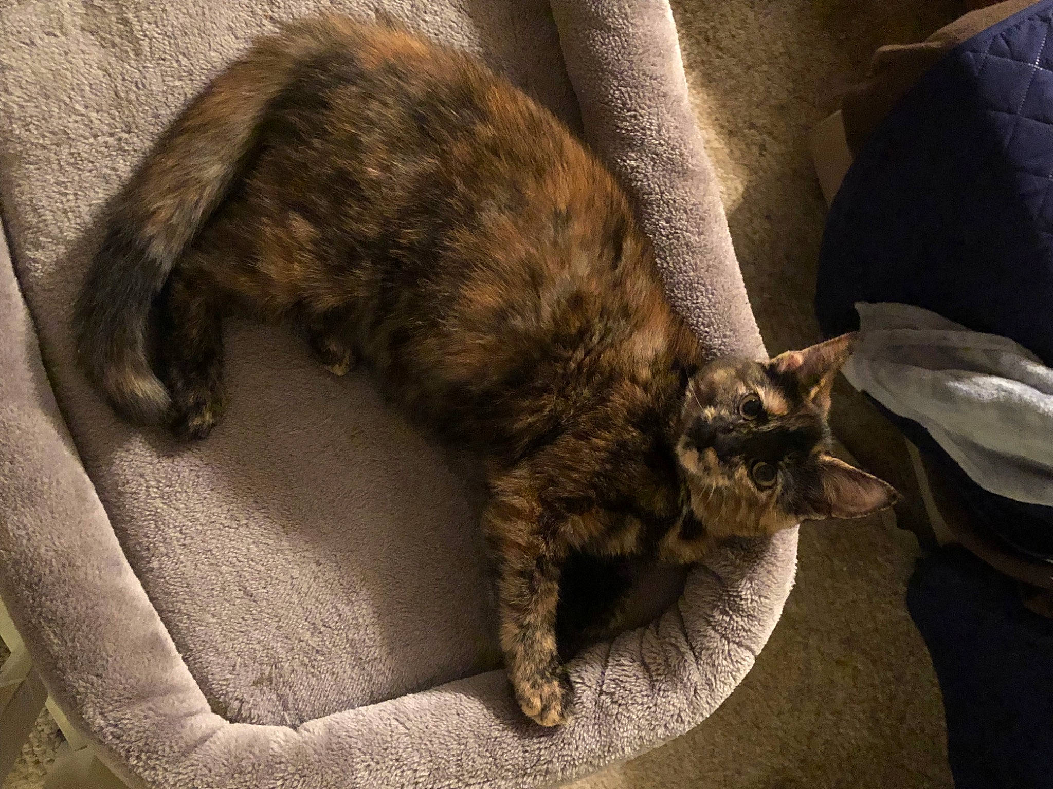 Kenobi joined the competition — help win amazing prizes! brown, carnivore, cat, claw, comfort, domestic_short_haired_cat, felidae, fur, grey, mammal, nap, paw, sleep, small_to_medium_sized_cats, snout, tail, terrestrial_animal, vertebrate, whiskers, wood