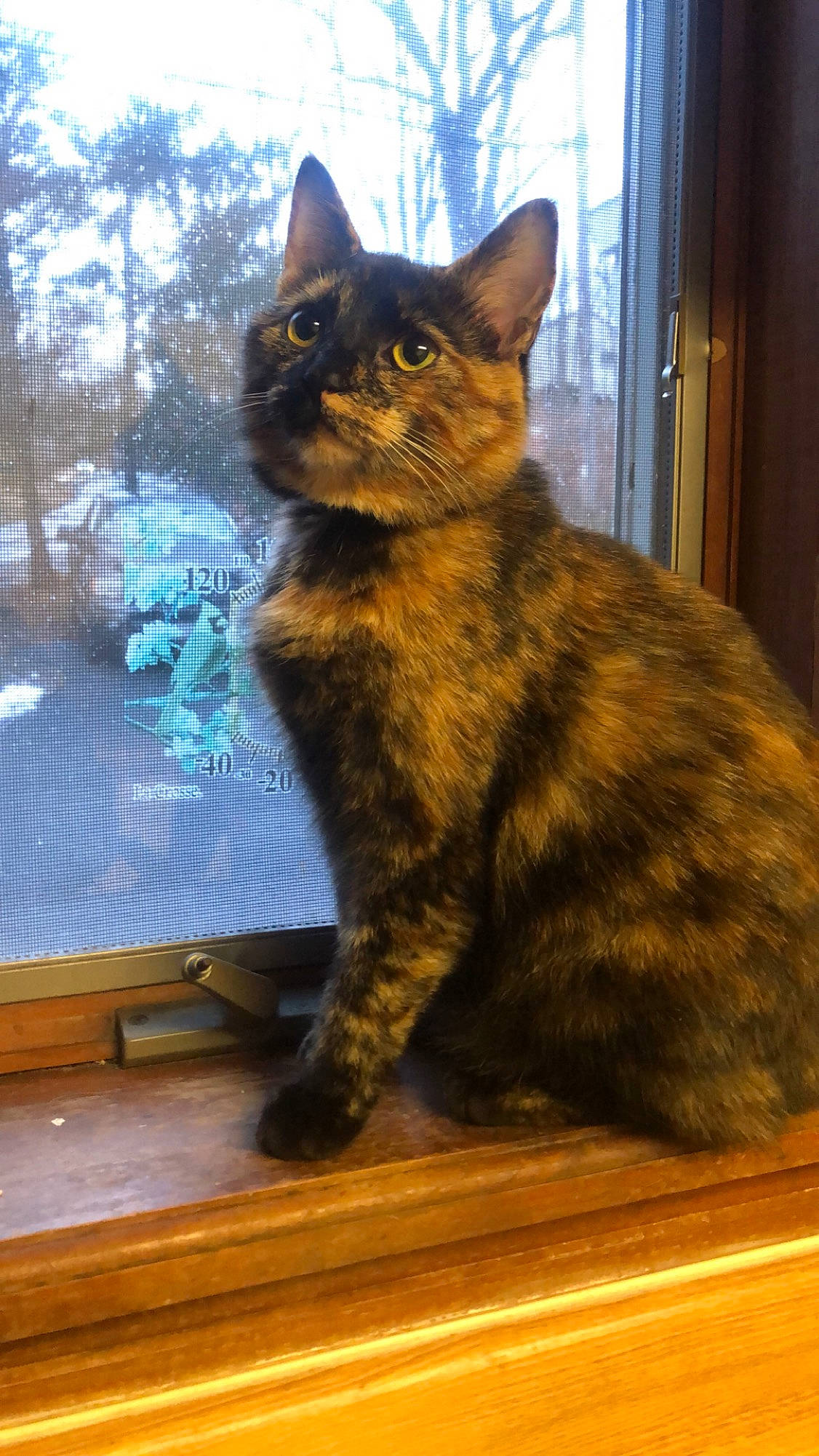 Kenobi is registered to the contest to win money with this photo: black_cat, carnivore, cat, claw, domestic_short_haired_cat, fawn, felidae, flooring, fur, hardwood, paw, sitting, small_to_medium_sized_cats, snout, table, tail, whiskers, window, wood, wood_flooring