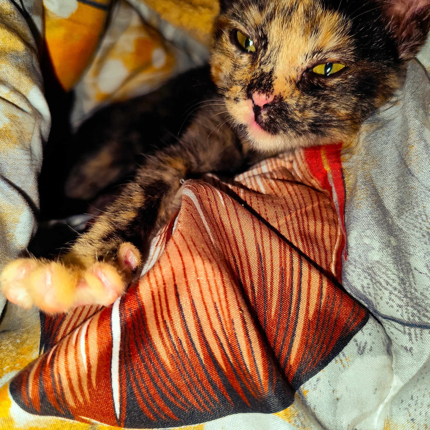 Kora