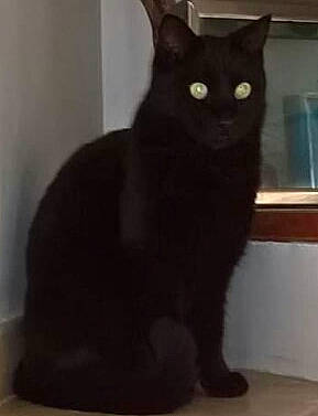 Kenji participe au concours pour gagner de l'argent avec cette photo : black_cat, carnivore, cat, claw, domestic_short_haired_cat, felidae, fur, small_to_medium_sized_cats, snout, tail, terrestrial_animal, whiskers, window