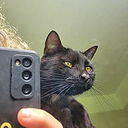 Uber a rejoint le concours — aidez-le/la à gagner de superbes lots ! animal, black_cat, cat, claw, close_up, curly_hair, domestic_cat, focus, fur, hand, indoor, looking_away, paw, pet, phone_case, portrait, reflection, smartphone, whiskers, yellow_eyes