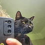 animal, black_cat, cat, claw, close_up, curly_hair, domestic_cat, focus, fur, hand, indoor, looking_away, paw, pet, phone_case, portrait, reflection, smartphone, whiskers, yellow_eyes