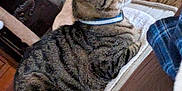 Hank is registered to the contest to win money with this photo: bed, blanket, cat, close_up, collar, cozy, cushion, domestic_animal, furniture, home_interior, indoor, loaf, mammal, pet, relaxed, resting, side_view, striped_fur, tabby_cat, whiskers