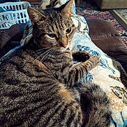 Hank is registered to the contest to win money with this photo: blanket, cat, couch, cozy, feline, home_decor, indoor, laundry_basket, living_room, paw, pet, portrait, recliner, relaxed, rug, stripes, tabby_cat, tail, upholstery, whiskers