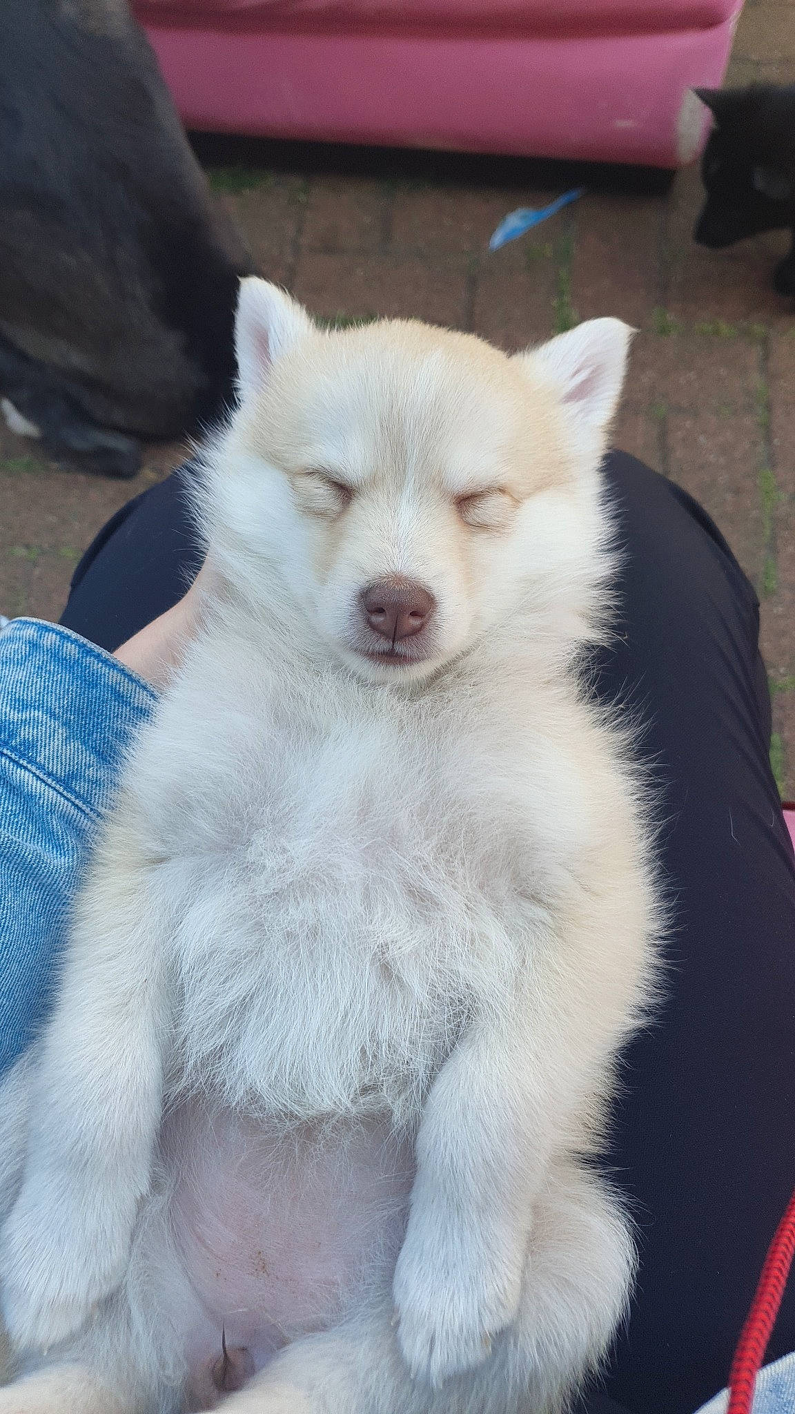 Nala is registered to the contest to win money with this photo: canidae, carnivore, companion_dog, dog, dog_breed, fang, fur, non_sporting_group, terrestrial_animal, working_animal