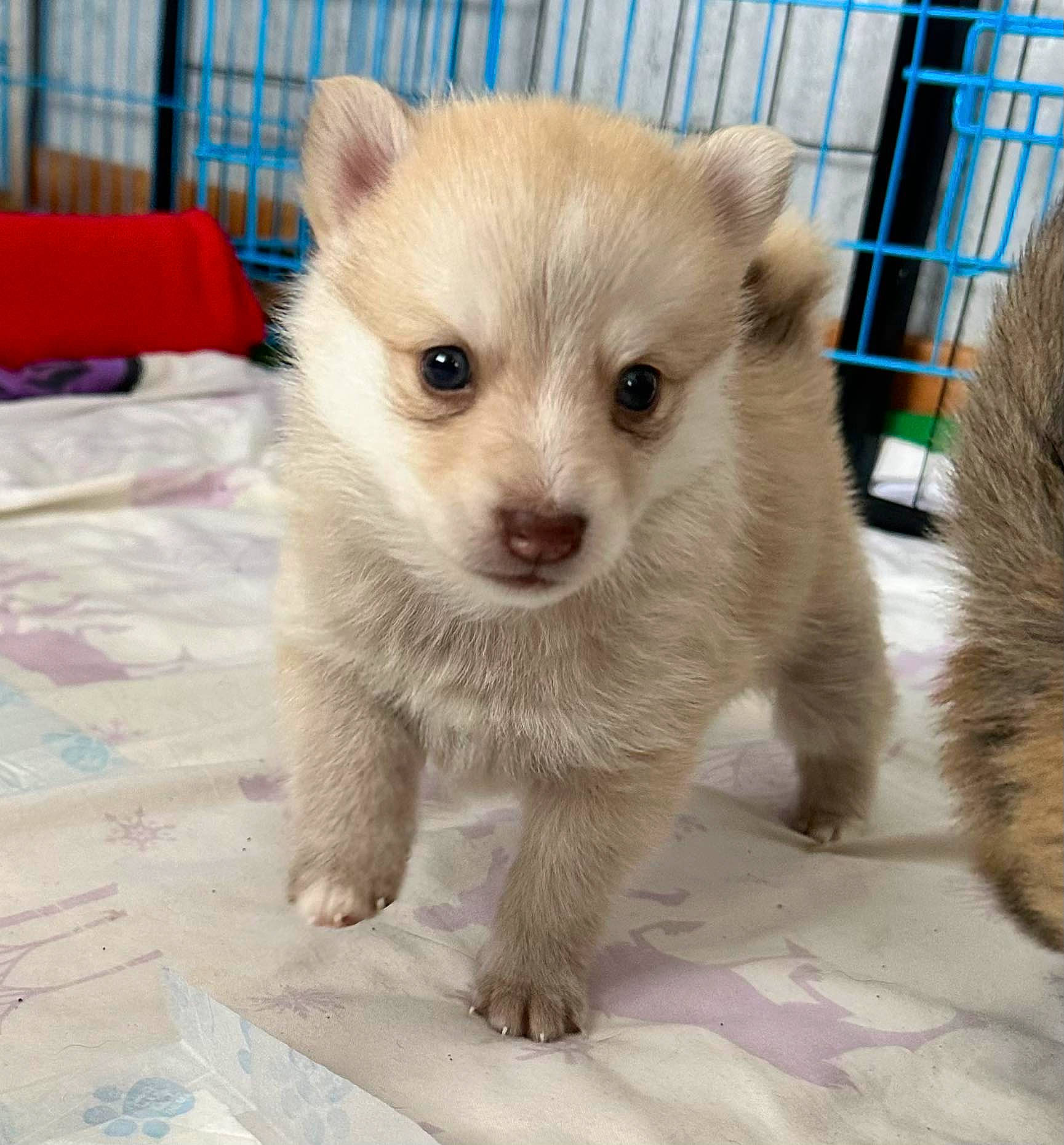 Nala is registered to the contest to win money with this photo: canidae, carnivore, companion_dog, corgi_chihuahua, dog, dog_breed, eye, fawn, fur, mustelidae, non_sporting_group, puppy, snout, tail, terrestrial_animal, whiskers, wildlife