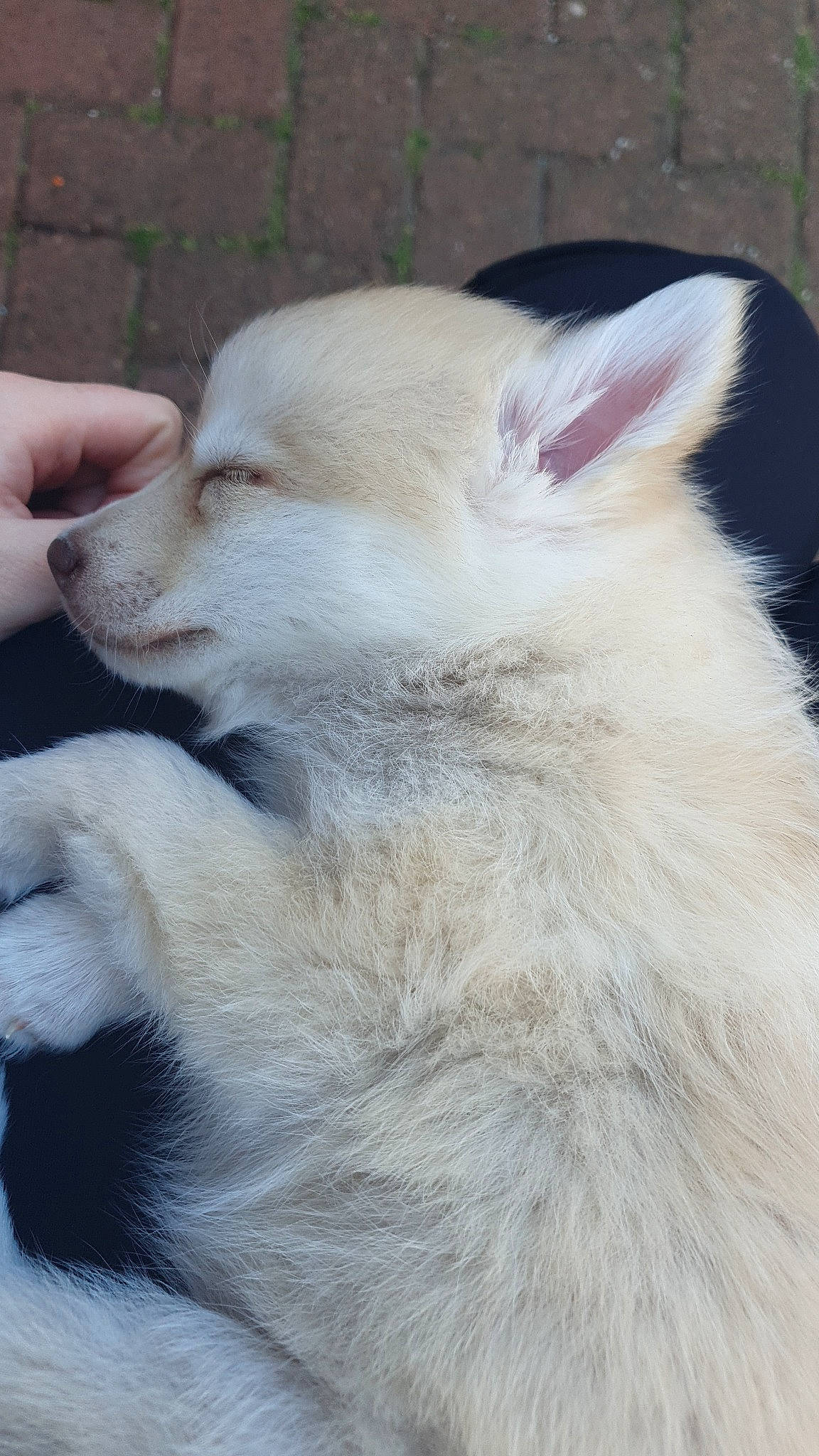 Nala is registered to the contest to win money with this photo: ancient_dog_breeds, canidae, canis, carnivore, claw, companion_dog, dog, dog_breed, fawn, fox, fur, non_sporting_group, snout, sporting_group, terrestrial_animal, whiskers, wildlife, wolf