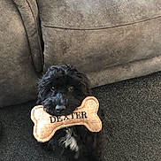 Dexter is registered to the contest to win money with this photo: dog, black_dog, toy, bone_shaped_toy, carpet, couch, pet, cute, indoor, fur, animal, looking_up, sitting, white_patch, playful, home, domestic, companion, named_toy, soft_texture