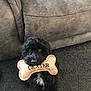 dog, black_dog, toy, bone_shaped_toy, carpet, couch, pet, cute, indoor, fur, animal, looking_up, sitting, white_patch, playful, home, domestic, companion, named_toy, soft_texture