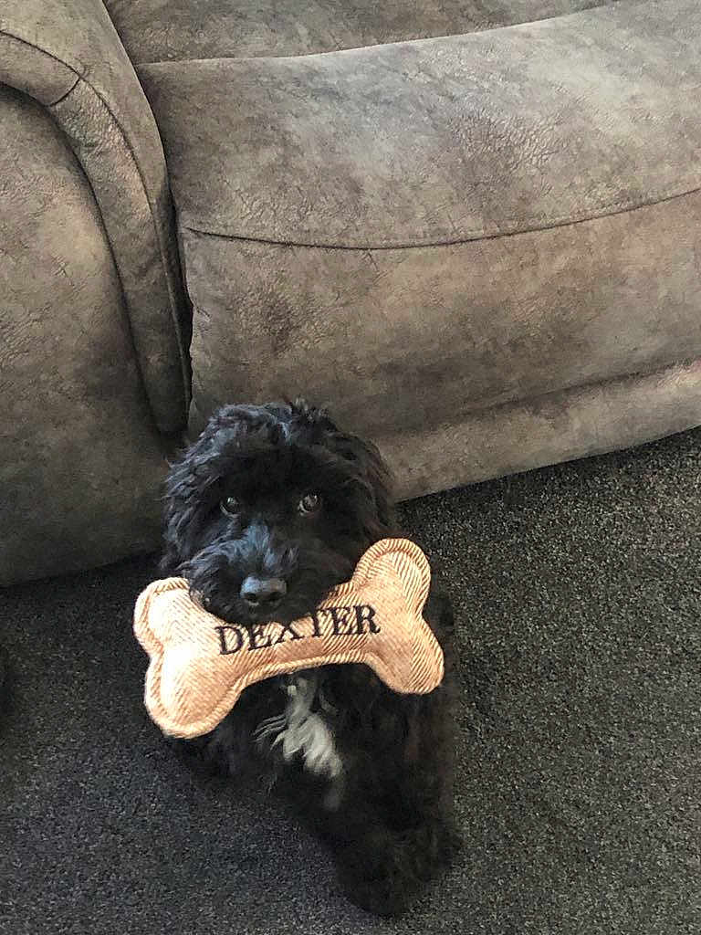 Dexter is registered to the contest to win money with this photo: dog, black_dog, toy, bone_shaped_toy, carpet, couch, pet, cute, indoor, fur, animal, looking_up, sitting, white_patch, playful, home, domestic, companion, named_toy, soft_texture