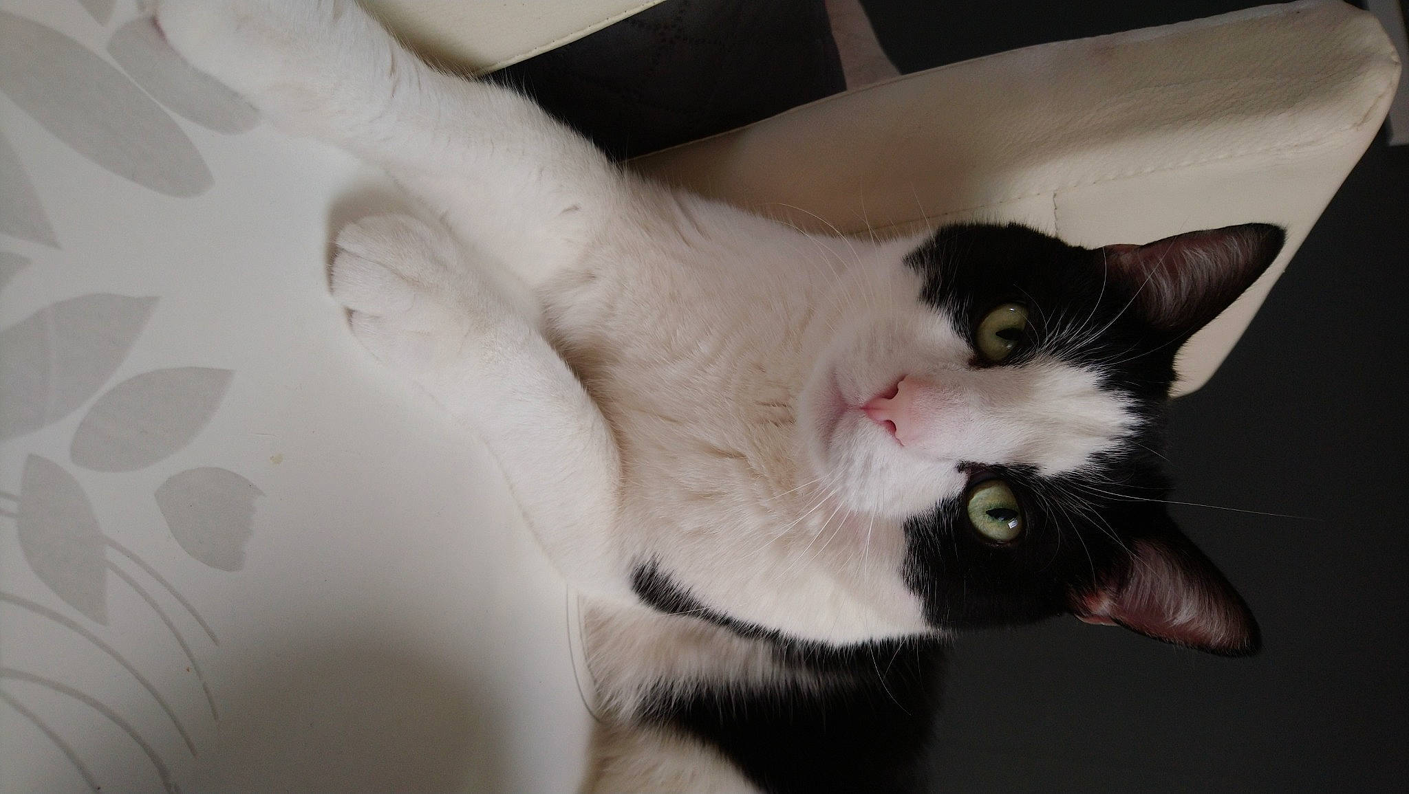 Oreo a rejoint le concours — aidez-le/la à gagner de superbes lots ! carnivore, cat, domestic_short_haired_cat, fang, felidae, fur, paw, small_to_medium_sized_cats, snout, tail, whiskers