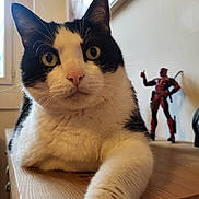 Oreo a rejoint le concours — aidez-le/la à gagner de superbes lots ! cat, black_and_white, indoor, wooden_surface, paw, close_up, curious, wide_eyes, feline, pet, action_figure, deadpool, toy, background, posing, relaxed, whiskers, ears, nose, soft_fur
