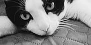 Oreo a rejoint le concours — aidez-le/la à gagner de superbes lots ! black, black_and_white, black_cat, carnivore, cat, domestic_short_haired_cat, eye, felidae, fur, kitten, monochrome, monochrome_photography, nap, photography, polydactyl_cat, sky, small_to_medium_sized_cats, snapshot, snout, whiskers