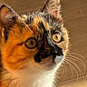 cat, kitten, calico, close_up, yellow_eyes, whiskers, fur, pet, animal, indoor, wooden_floor, curious, young, portrait, mammal, cute, feline, domestic_cat, warm_light, soft_texture